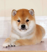 Ŷ-ȮȮ